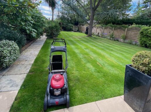 Freshly mowed, lush green lawn in Lea Valley with perfect stripes after professional lawn care service