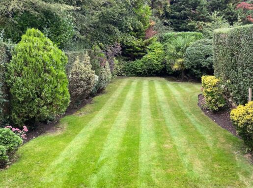 Well-trimmed green hedges in Lea Valley after professional hedge cutting and pruning service